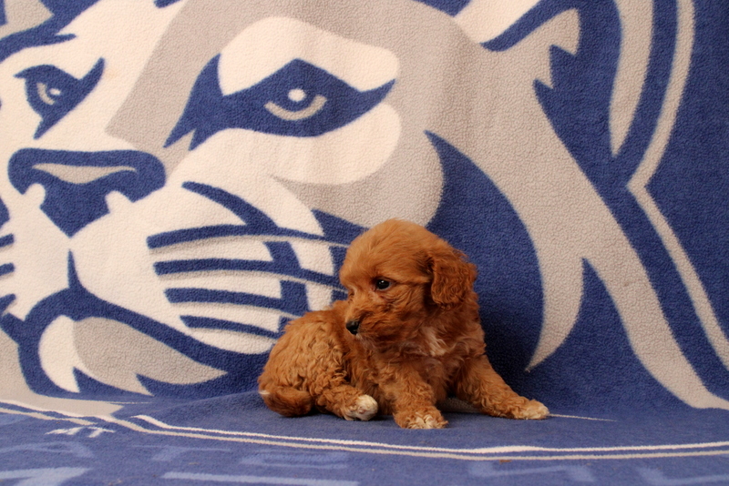 puppy, for, sale, Mini Goldendoodle F2B, Matthew B. Stoltzfus, dog, breeder, Gap, PA, dog-breeder, puppy-for-sale, forsale, nearby, find, puppyfind, locator, puppylocator, aca